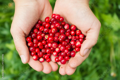 Raw fresh cowberry in hands. Fresh cowberry berries in hands.