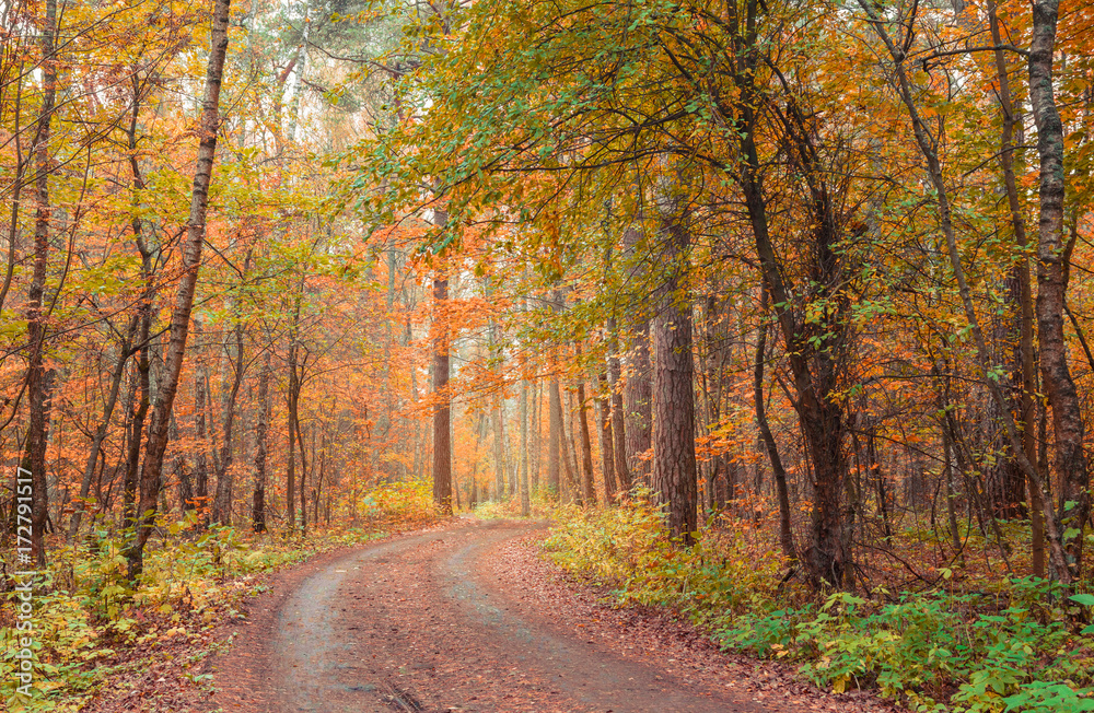 Beautiful autumn forest with colorful leaves. Road through the autumn forest.