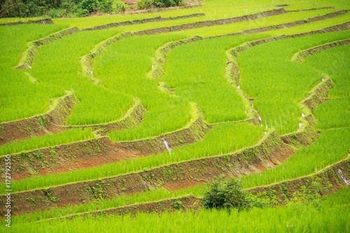 green terraced rice field at Pa Bong Pieng, Chiang Mai, Thailand.