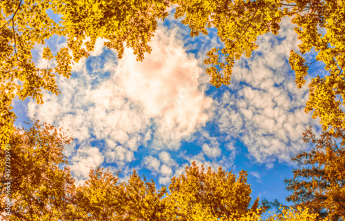 The canopy of autumn trees framing a clear blue sky