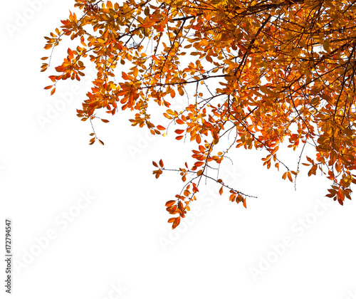 Branches with  colorful autumn leaves  isolated on white background.  Cherry plum