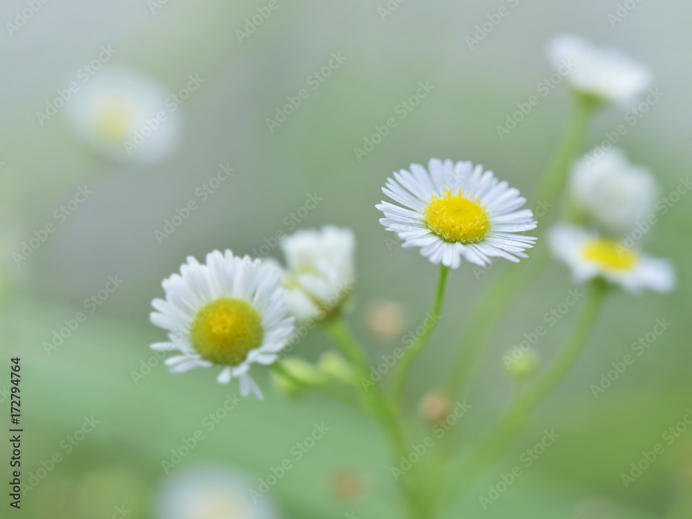 beautiful white flower with blur vintage tone for background.
