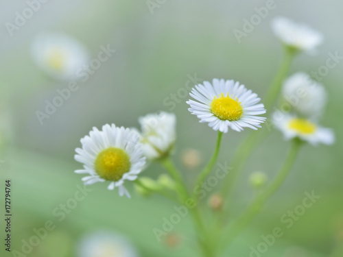 Fototapeta Naklejka Na Ścianę i Meble -  beautiful white flower with blur vintage tone for background.