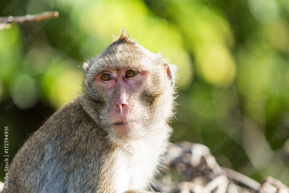 Long-tailed macaque monkey stare with the eyes certainly true Long-tailed macaque monkey stare with the eyes certainly true
