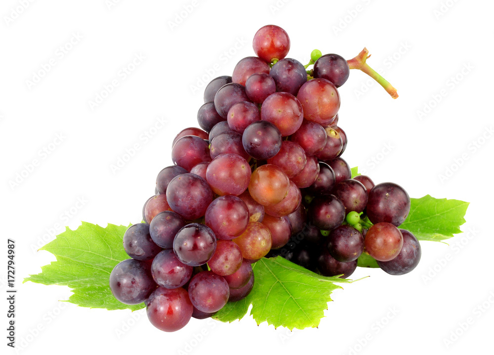 Fototapeta premium English grown ripe grapes isolated on a white background