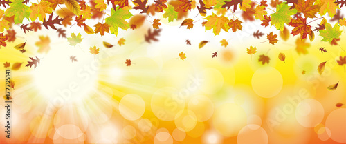 Autumn Foliage Fall Sunlights Header Sunbeam