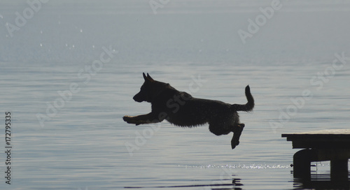 German Shepherd dog jumps into the water.