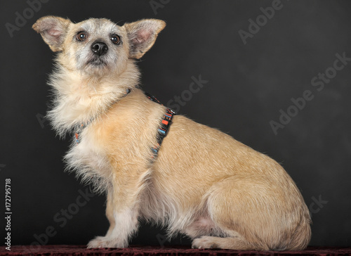 Fotografie, Obraz small mongrel terrier on a dark background