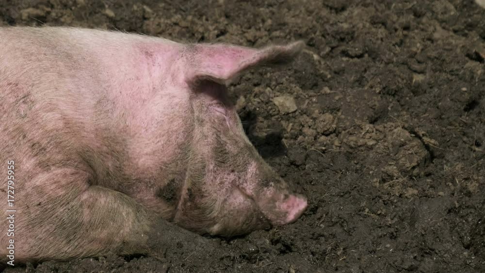 Close up of the snout of a pink pig lying in the mud. Close up of the snout of a pink pig lying in the mud.