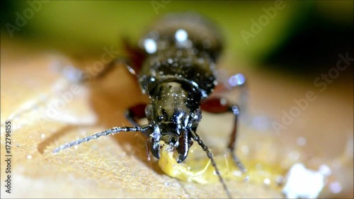 Pterostichus madidus eating centipede. Ground beetle in the family Carabidae consumes prey showing detail of mandibles photo