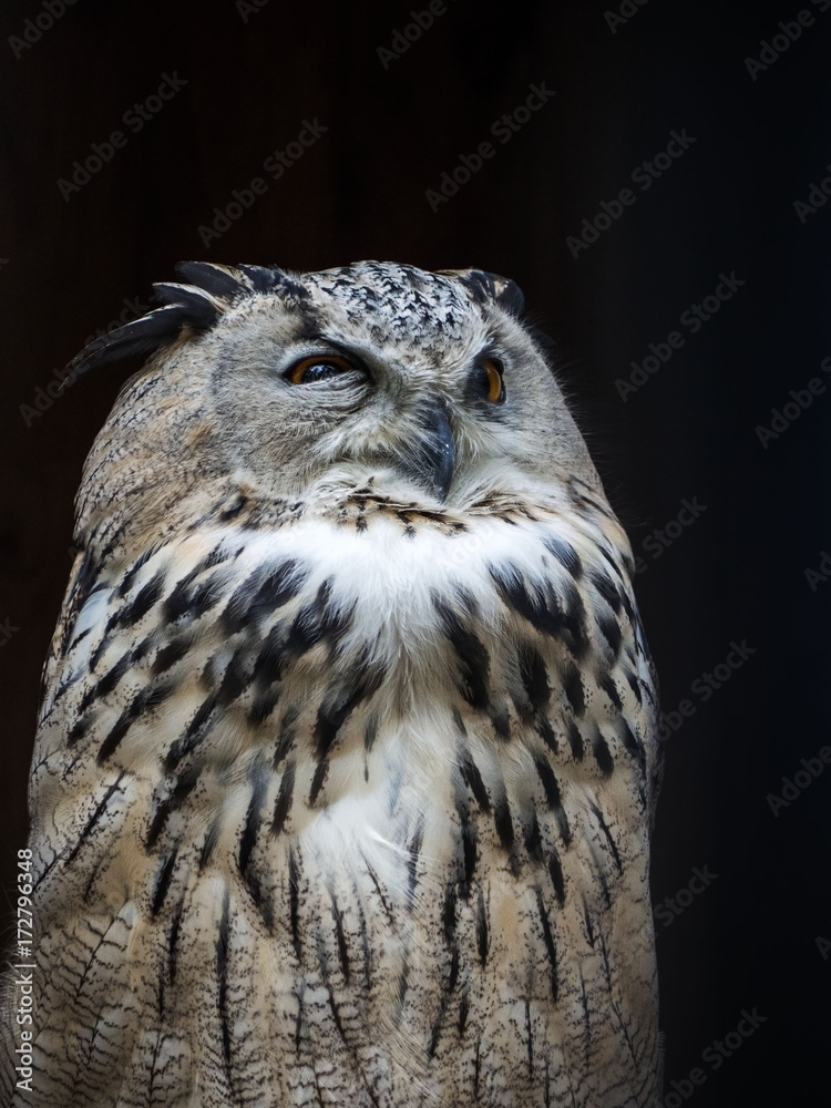 Fototapeta premium Owls Portrait. Owl on black background. Majestic view
