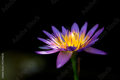 The blue lotus in the garden on a dark background.