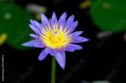 Blue lotus in the garden