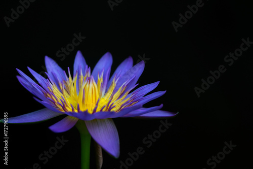 The blue lotus in the garden on a dark background.