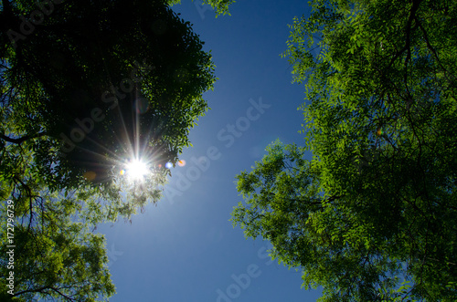 sun rays through green leaves with blue sky