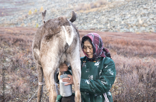Tsaatan woman milking a reindeer in northern Mongolia photo