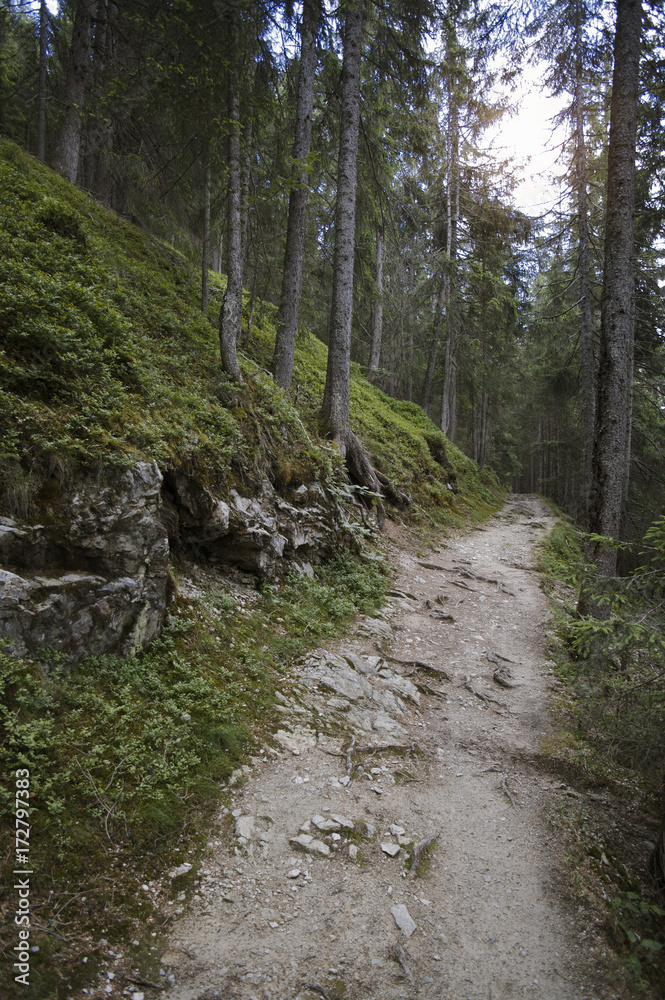 Naklejka premium Wanderweg im Wald