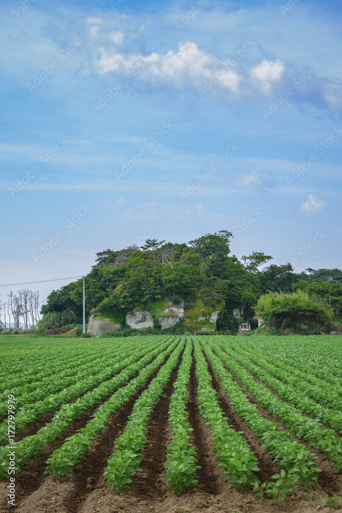 枝豆畑の風景