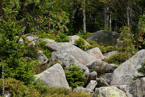 Harz Nationalpark © Mario