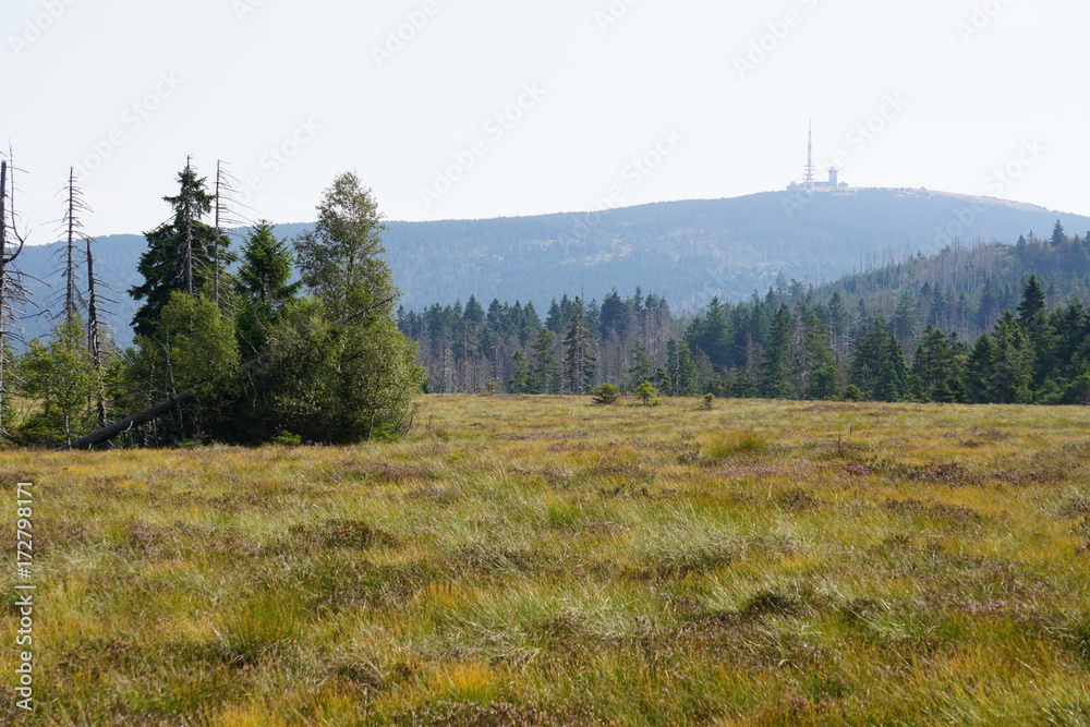 Harz Moor Landschaft