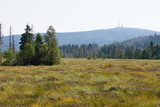 Harz Moor Landschaft