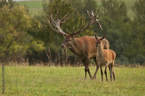 Red deer male with his group during the deer rut in the nature habitat of Czech Republic, european wildlife, wild europa, deer rut, Cervus elaphus.