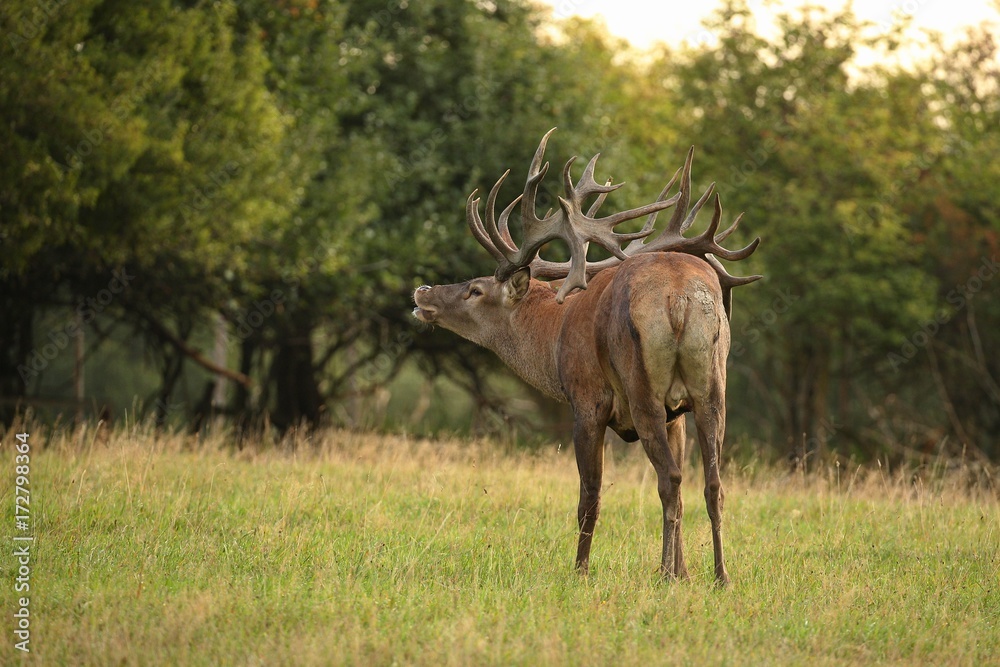 Red deer male blows deep during the deer rut in the nature habitat of Czech Republic, european wildlife, wild europa, deer rut, Cervus elaphus. Red deer male blows deep during the deer rut in the nature habitat of Czech Republic, european wildlife, wild europa, deer rut, Cervus elaphus.