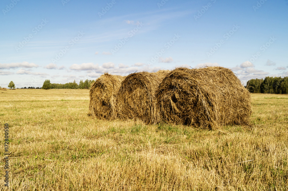 Autumn landscape in rural terrain