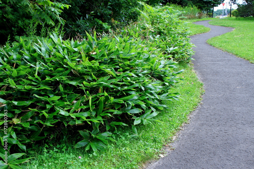 Obraz premium Promenade of Sapporo City park 