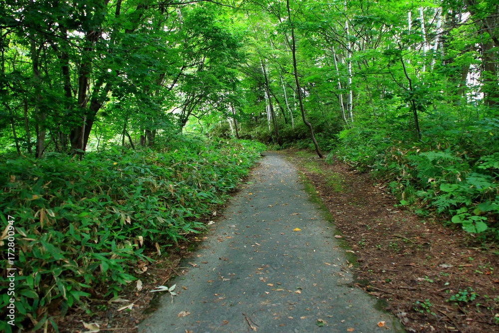 Promenade of Sapporo City park
