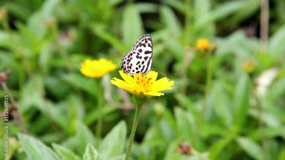 Butterfly perch on yellow flower in the garden.