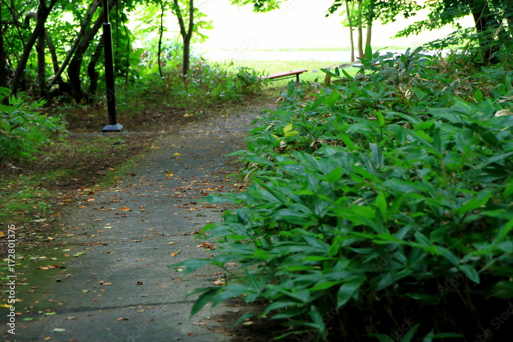 Fototapeta premium Promenade of Sapporo City park