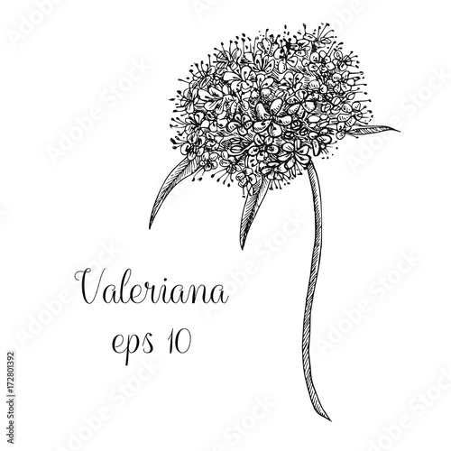 Hand drawn valeriana flower