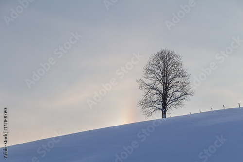 Winterlandschaft: Sonnenaufgang, Baum © Patrick Daxenbichler