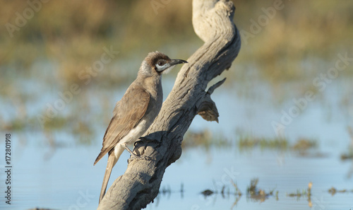 Perched Little Friarbird photo