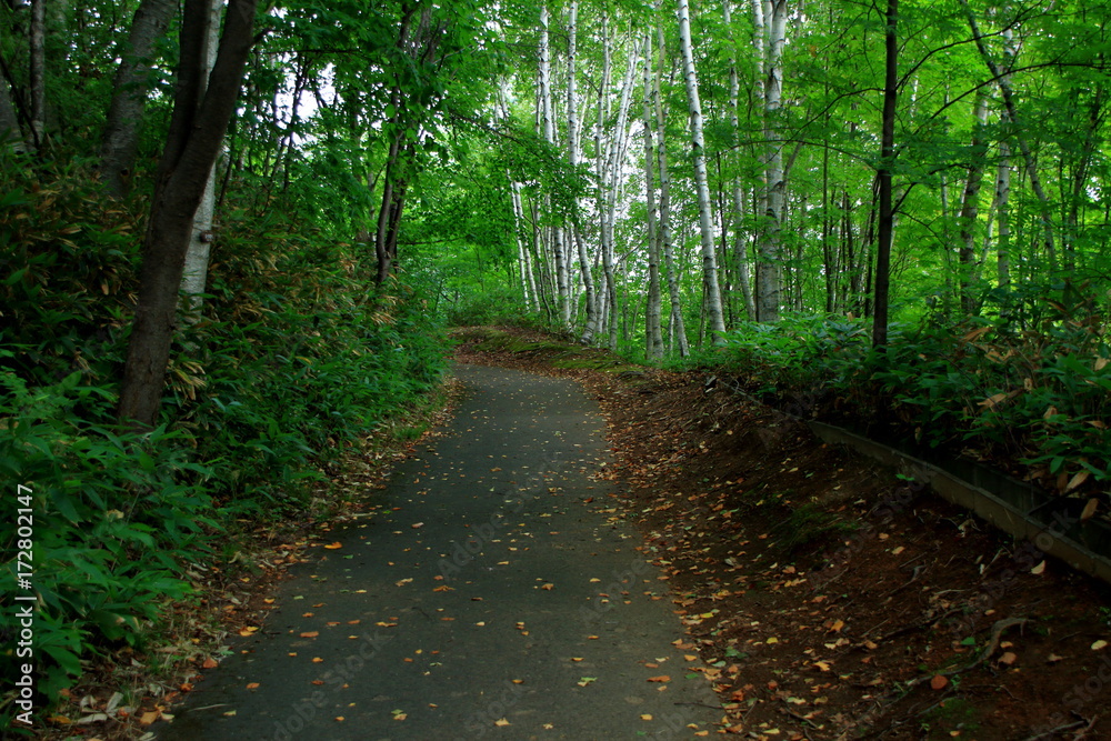 Fototapeta premium Promenade of Sapporo City park