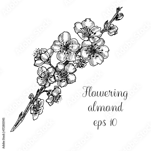 Hand drawn branch of flowering almond