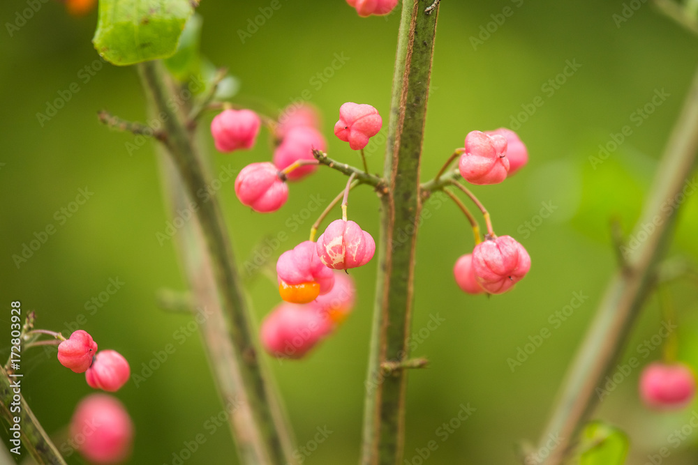 Beautiful, bright fruits of spindle tree in autumn in natural habitat. Colorful autumn closeup. Pink fruits in green leaves. Beautiful, bright fruits of spindle tree in autumn in natural habitat. Colorful autumn closeup. Pink fruits in green leaves.