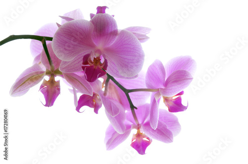 Orchidee  pink 