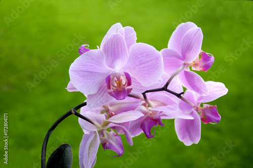 Fototapeta Naklejka Na Ścianę i Meble -  Orchidee  pink 