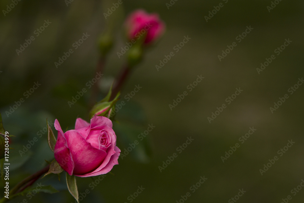 Pink Rose