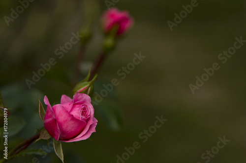 Pink Rose