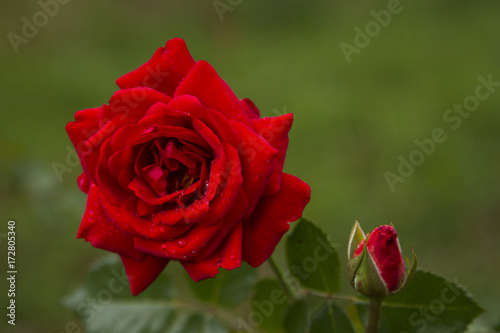 Fototapeta Naklejka Na Ścianę i Meble -  magic flower red rose. Red Rose, Red Star