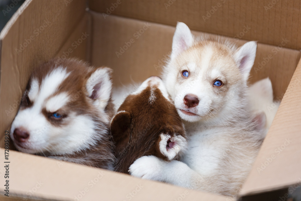Fototapeta premium Puppies in a box