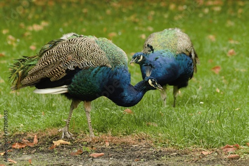 beautiful peacock in the castle garden