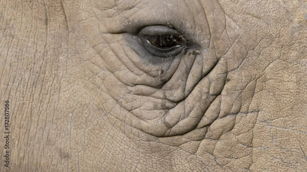 White rhinos eye White rhinos eye