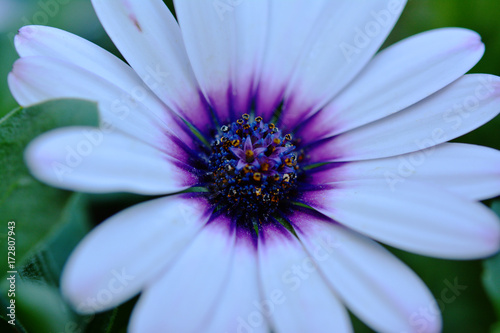 Purple flowers in a white flower