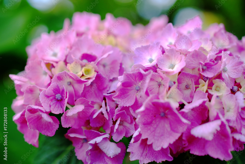 Pink hydrangea 〜紫陽花〜