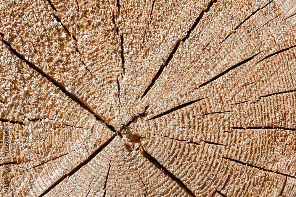 Fototapeta premium Old tree cut texture