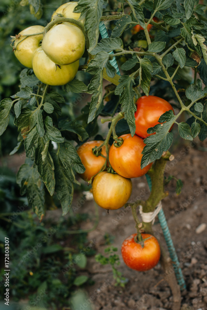 Growing tomatoes  ready for picking
